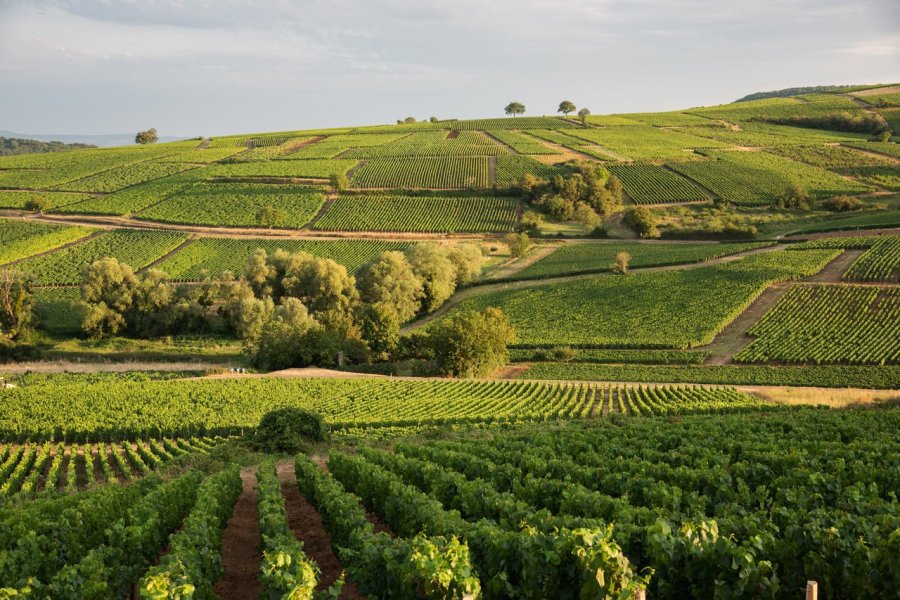 Sud Côte Chalonnaise, toutes les richesses d'un territoire rural