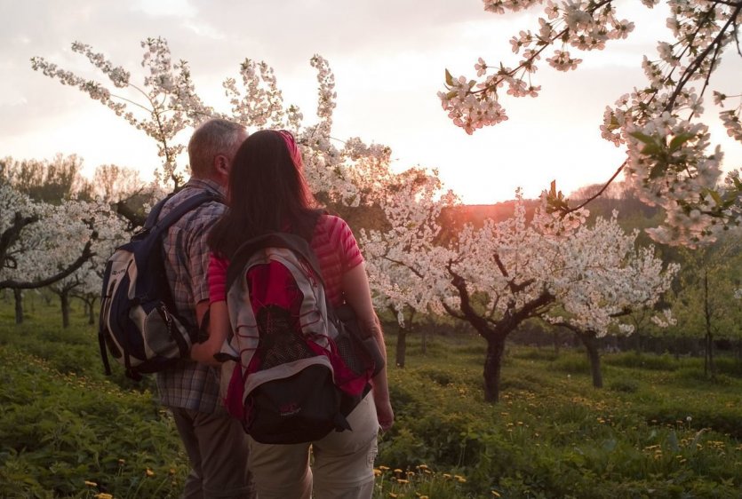 Réveil printanier quand les arbres fruitiers sont en fleurs ! Des vues panoramiques fabuleuses et un guidage routier divertissant inspirent toute l'année. Des stations d'aventure passionnantes complètent le chemin de rêve. Points forts du sentier de randonnée : Arbres fruitiers, prairies et fruits oubliés depuis longtemps. Vues fabuleuses sur le Vulkaneifel, panorama sur la vallée du Rhin sur tout le bassin de Neuwied et loin dans le Westerwald. - © Klaus-Peter Kappest, Rhein-Mosel-Eifel-Touristik