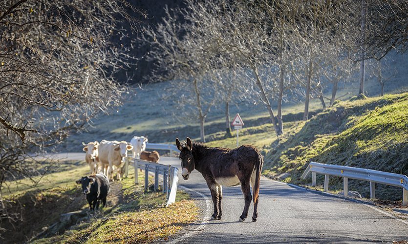 La Garrotxa - © Christopher Willan (ACT)
