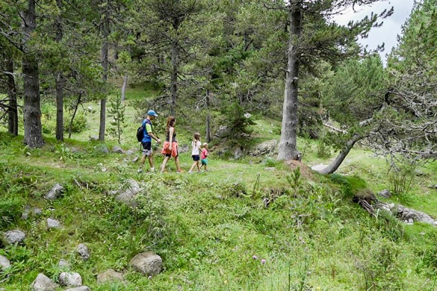 Excursion dans les fôrets de La Molina