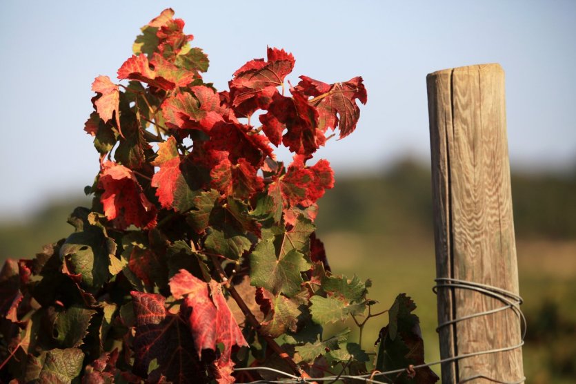 Vignoble - © ATC - Sylvain Alessandri