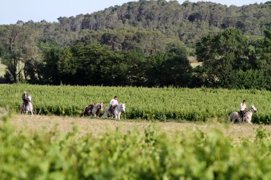 La saison des Abrivados est lancée