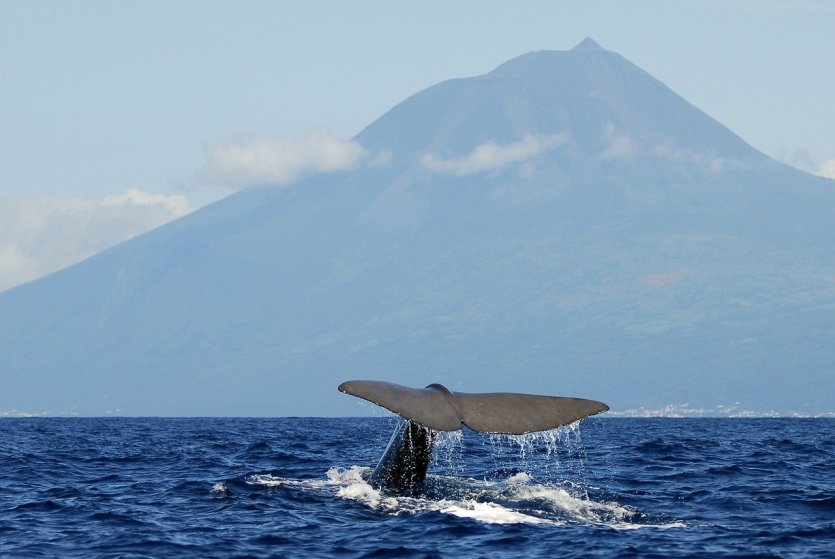 - © Visit Azores