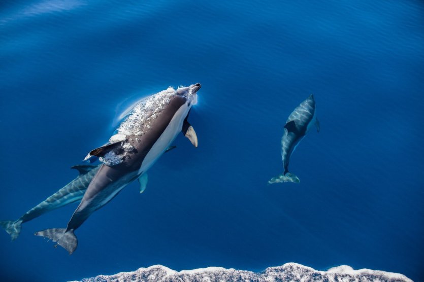 - © Visit Azores