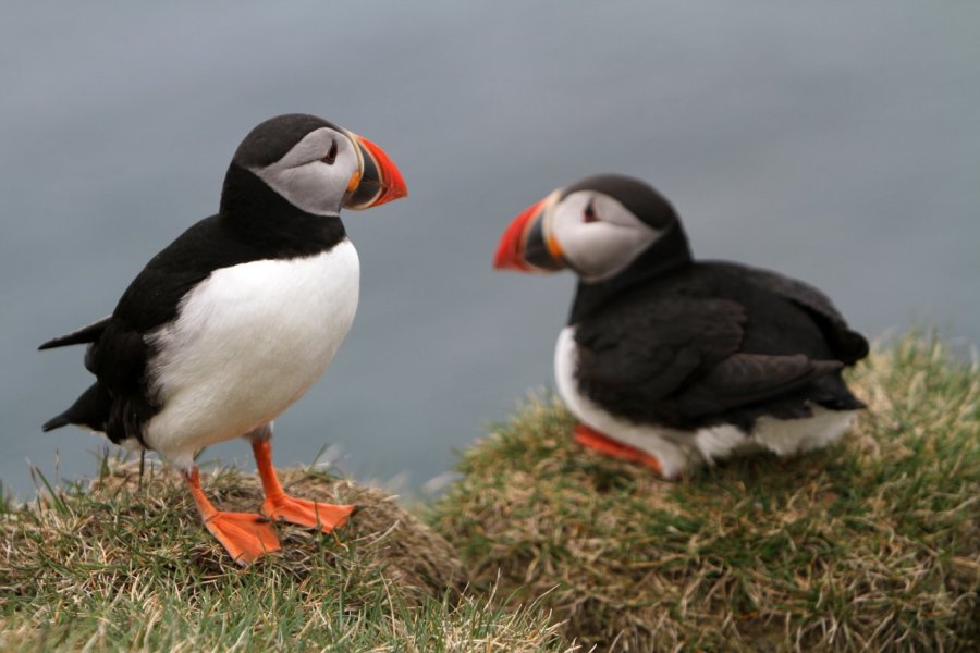 L'Islande, randonnées et paysages de rêve pour photographes en herbe