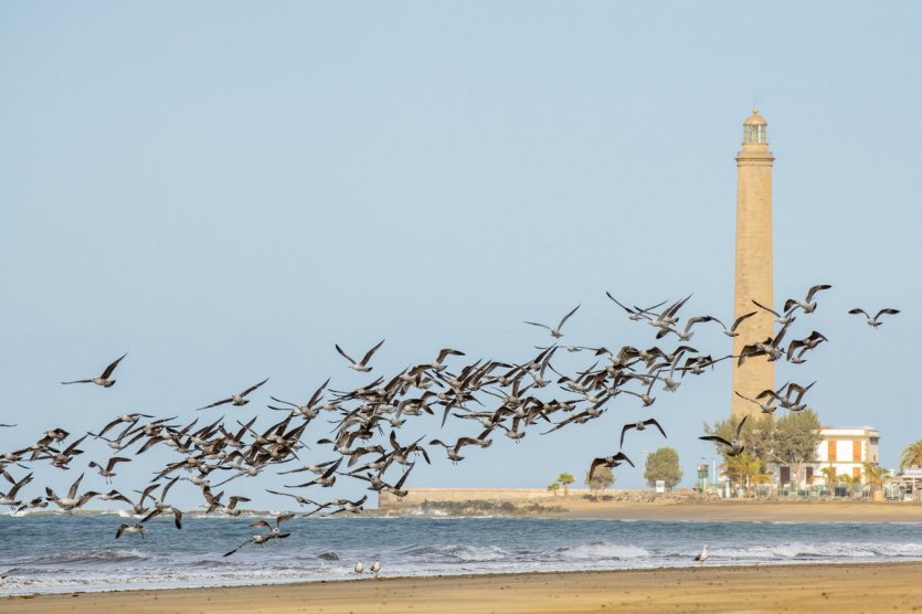 Maspalomas - © Gran Canaria