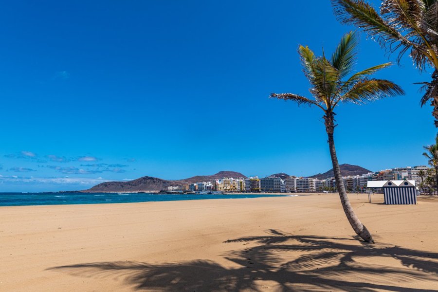 Las Palmas de Gran Canaria, Playa de Las Canteras Palmera