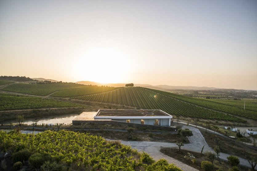 Vignoble - © Agência de Promoção do Alentejo