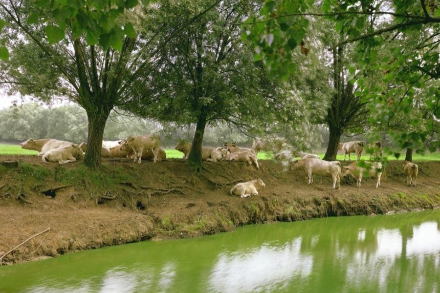 Chaumont-Photo-sur-Loire : voyage à la découverte de la nature et des paysages