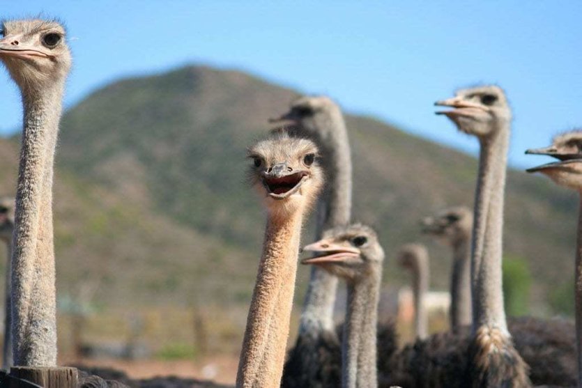 Autotour en famille au Cap - © DR