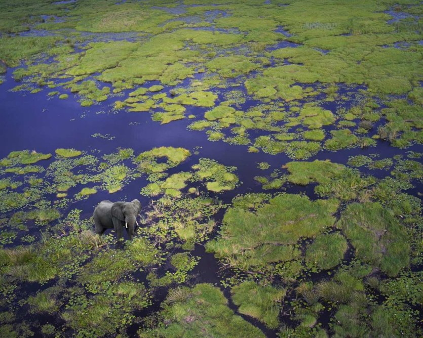 Éléphant dans le delta de l'Okavango au Botswana - © DR