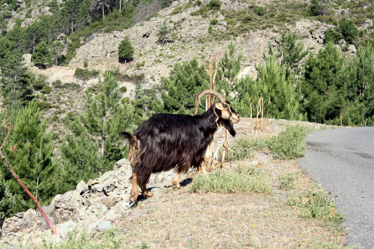 La Corse en hiver, une destination dépaysante et authentique Corse