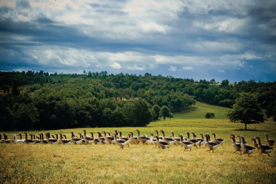 Le Périgord, entre histoire, gastronomie et Fête de la Truffe de Sarlat-la-Canéda