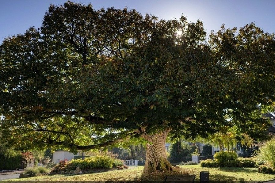 Prenez part au concours de l'Arbre de l'Année 2022 !