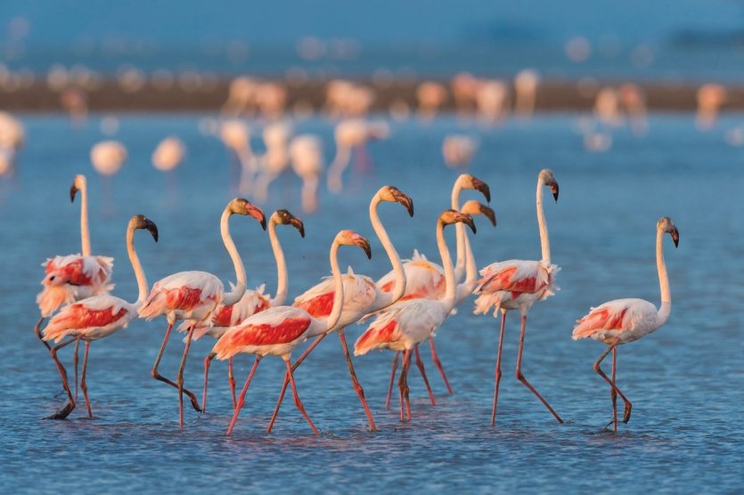 La Camargue, merveilles naturelles et printemps de rêve