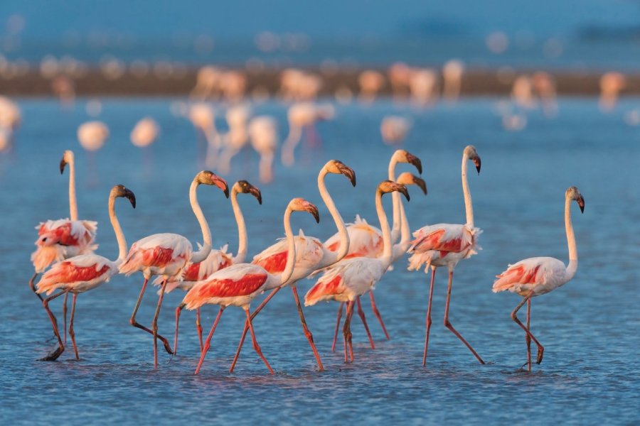 La Camargue, merveilles naturelles et printemps de rêve