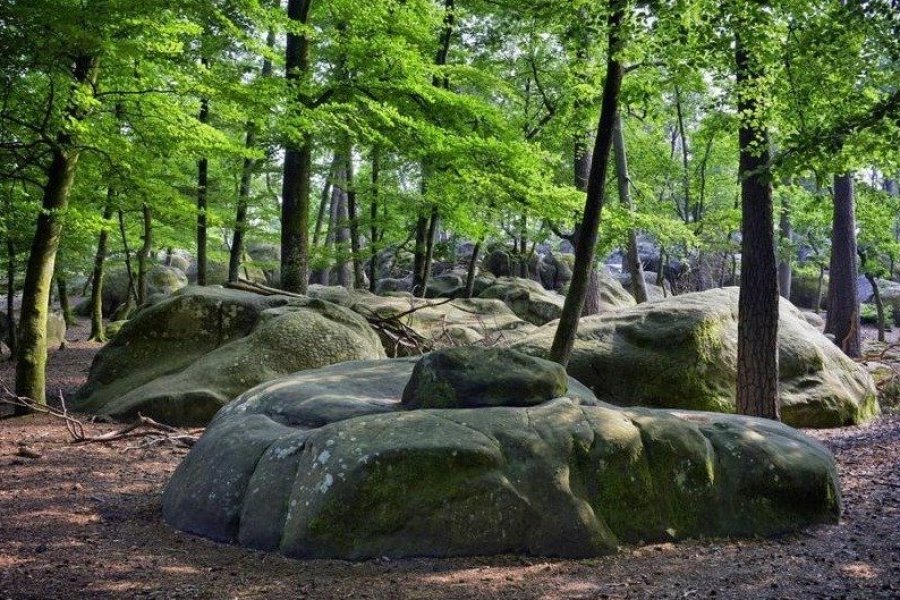 La destination Pays de Fontainebleau invite à découvrir son lien au vivant et à la nature