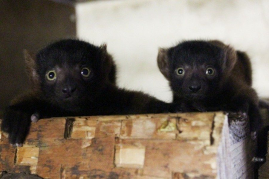 Naissance exceptionnelle de deux varis roux au Parc Animalier d'Auvergne