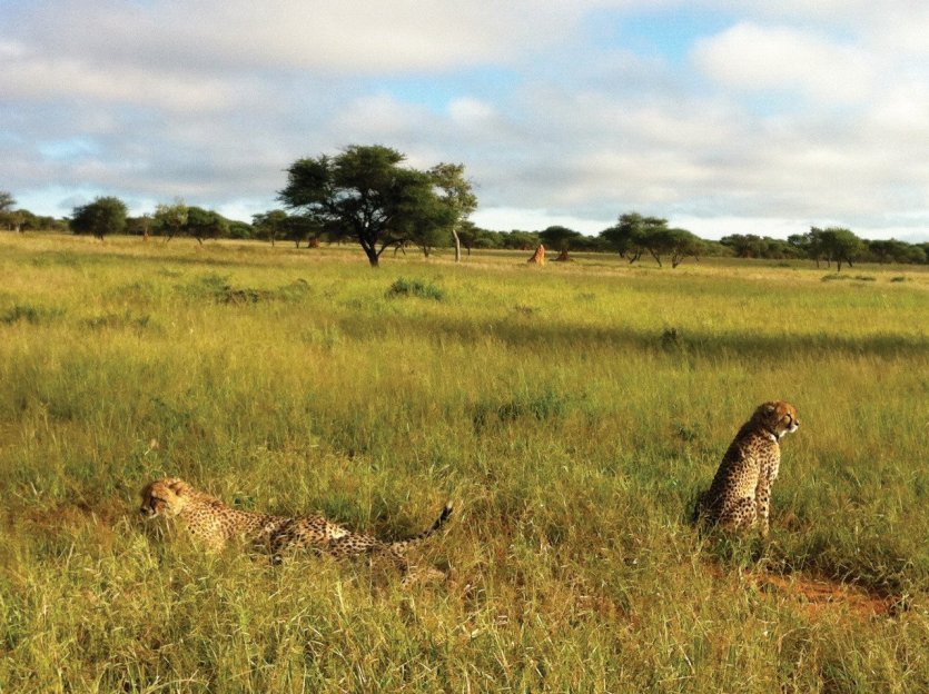 guépard alias Cheetah à Onkojima - © Camille ESMIEU