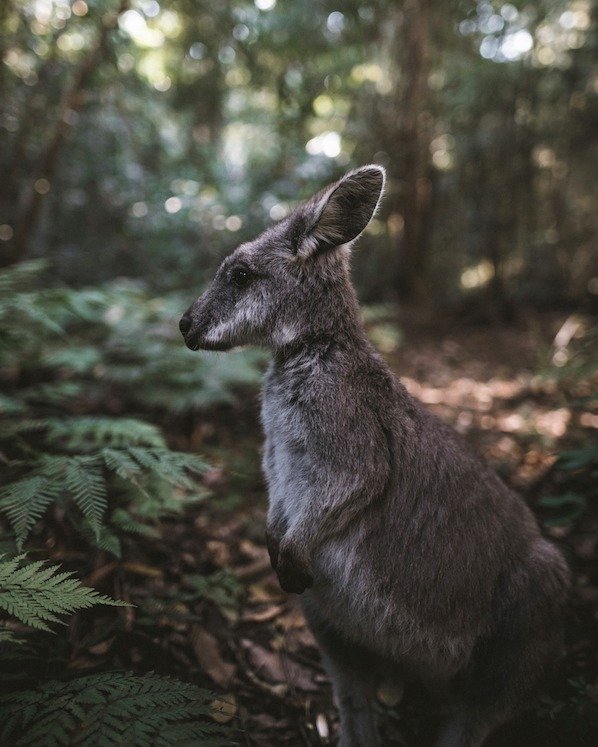 Wallaby Blue Mountains - © Destination NSW