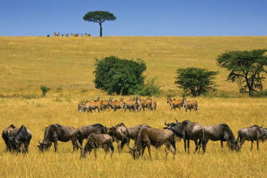 Safaris en Afrique : Tanzanie et Kenya, deux joyaux
