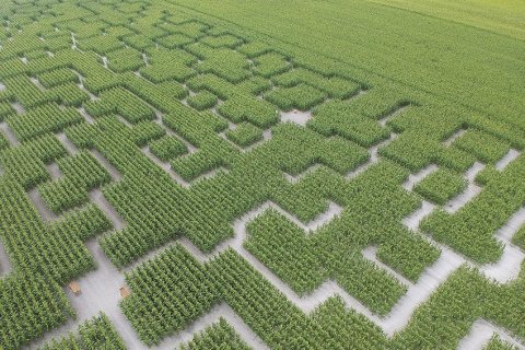 Réouverture prochaine du Pop corn labyrinthe à Cestas en Gironde !