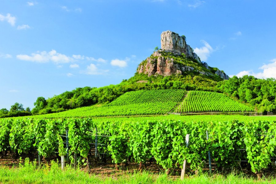 Vignes devant la Roche de Solutré