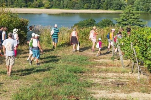 Vignes, Vins, Randos 2022 : balades vigneronnes dans le Val de Loire