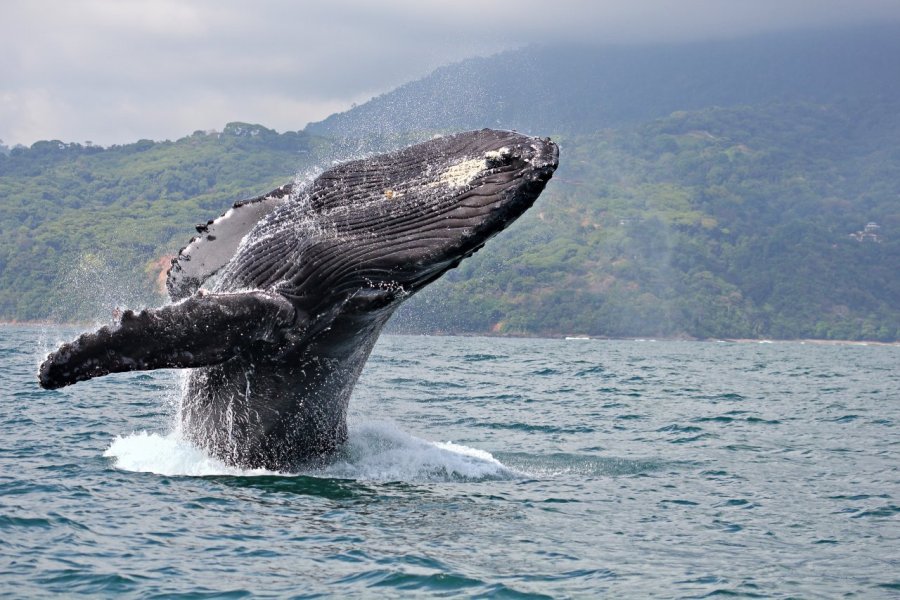 Costa Rica, à la rencontre des baleines dans le Pacifique Sud
