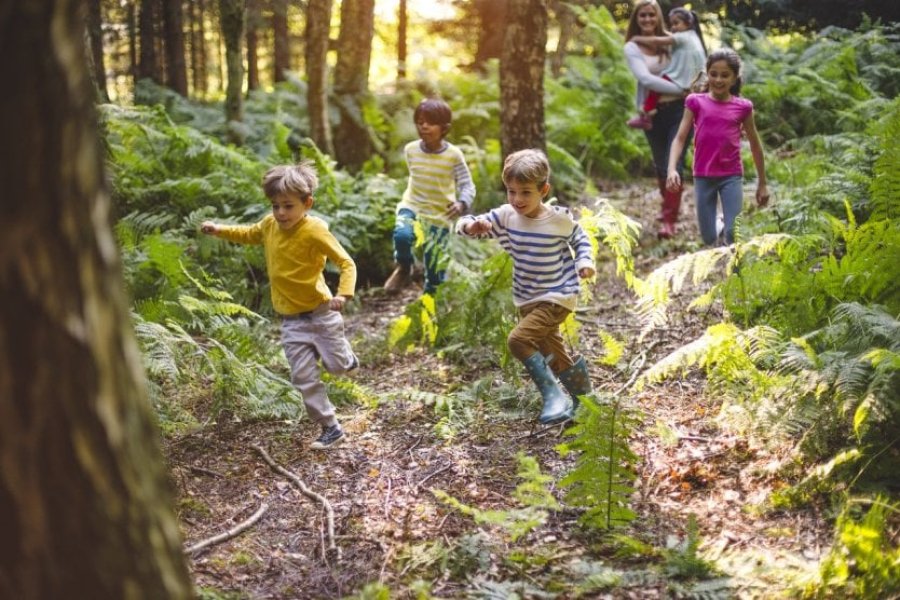 10 forêts idéales pour se promener en France