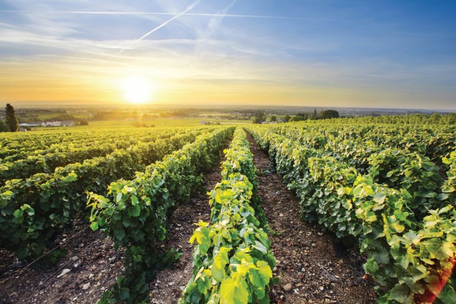 Le Beaujolais, trinquer avec un vin légendaire