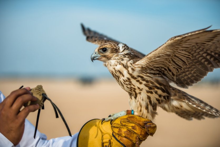 - © ebonyeg - Shutterstock.com