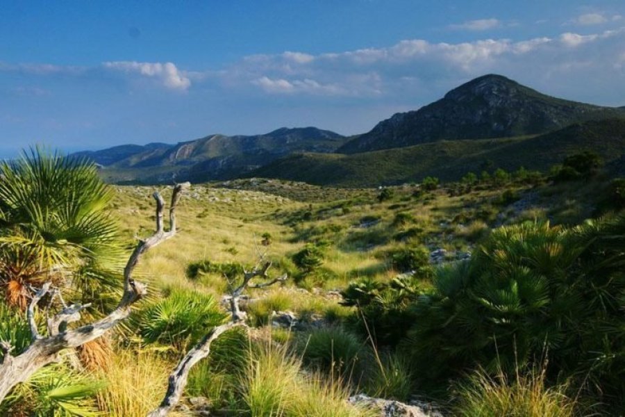 Parc naturel du Llevant : nature, patrimoine et littoral fascinants à Majorque