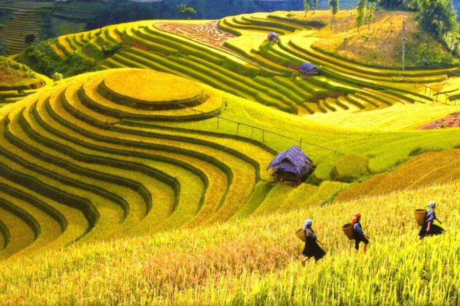 rizières au vietnam