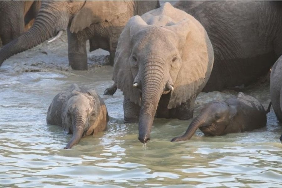 Observez les éléphants au Tchad, dans la ville de Zakouma !