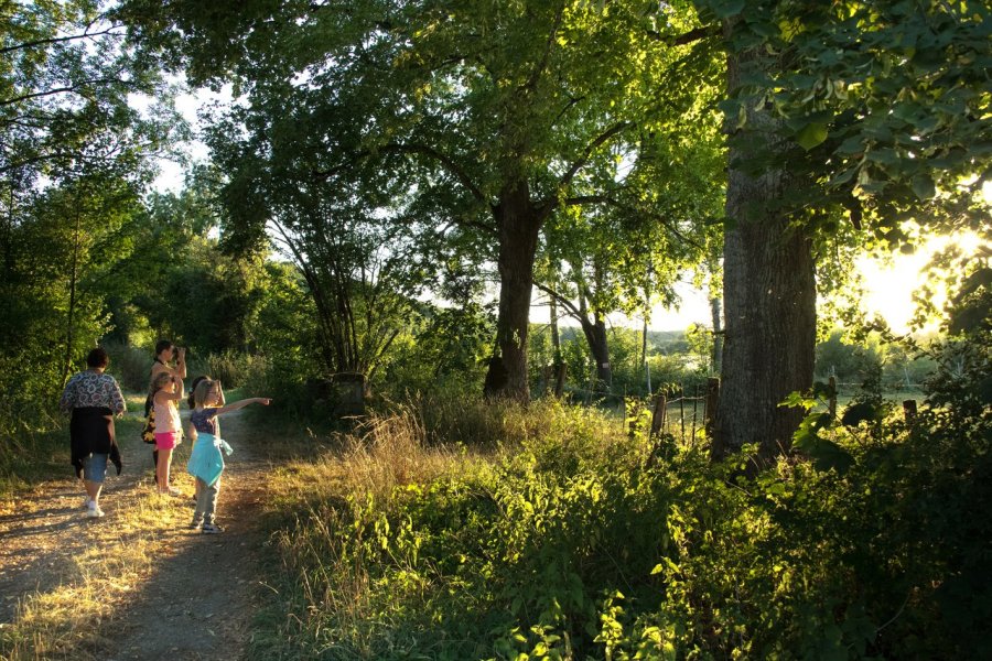 Les 3 bonnes raisons de partir en vacances dans le Parc national de forêts !