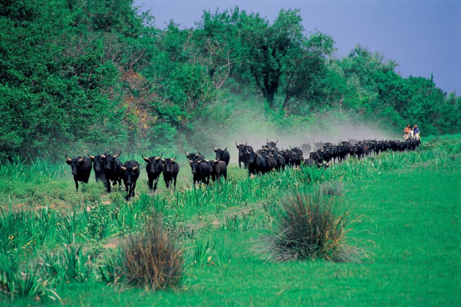 La Camargue, terre noble et sauvage