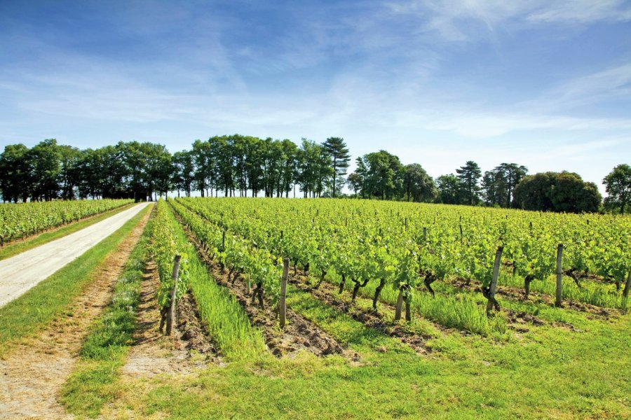 Escapades dans le Saumurois, entre Loire et fines bulles