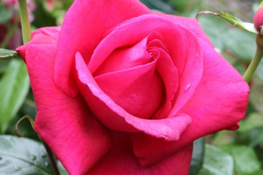 30ème Edition des Florales du PETR du Pays du Ruffécois