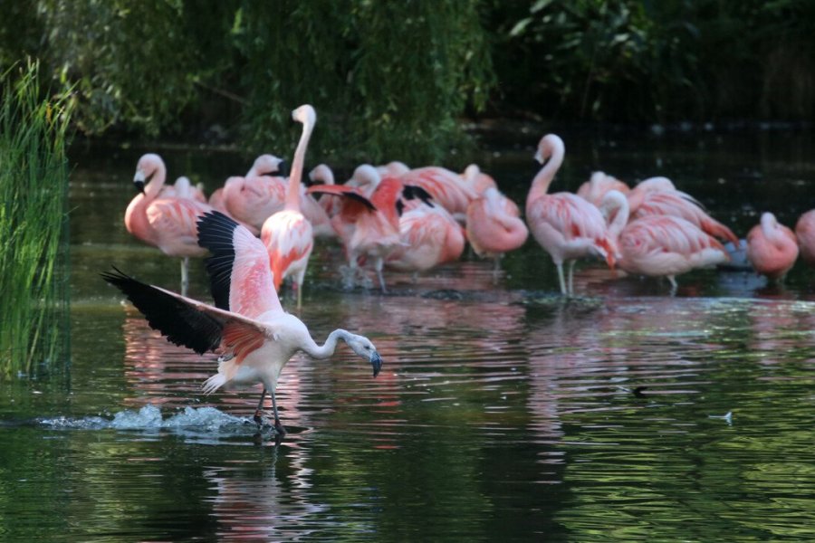 Que visiter à Amsterdam ? Découvrez l'incontournable ARTIS Amsterdam Royal Zoo