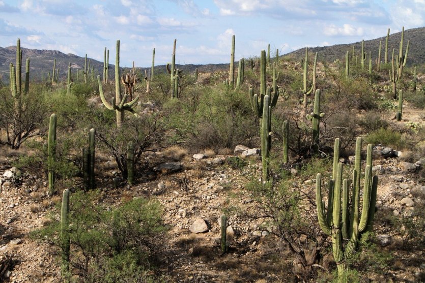 Saguaro National Park - © Stéphan SZEREMETA
