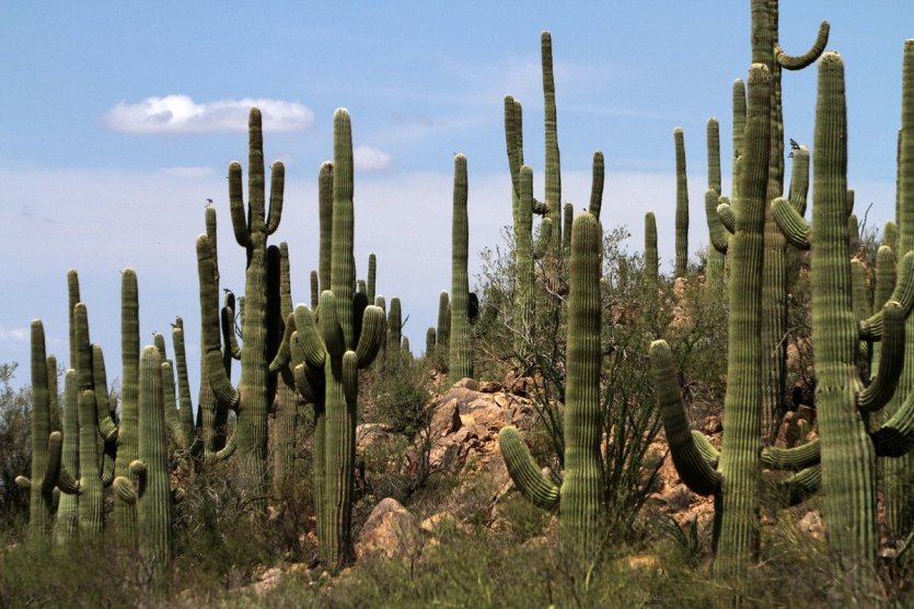 Saguaro National Park - © Stéphan SZEREMETA