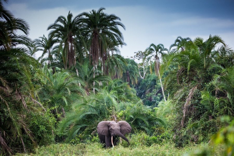 Visiter le Parc national d'Odzala-Kokoua : ce qu'il faut savoir