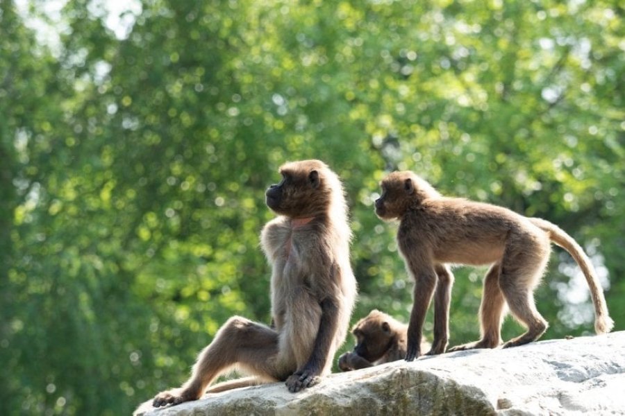 Conseils et astuces pour préparer votre journée au zoo du Pal