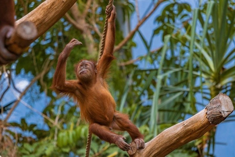 Conseils et astuces pour organiser votre journée au zoo de la Boissière du Doré