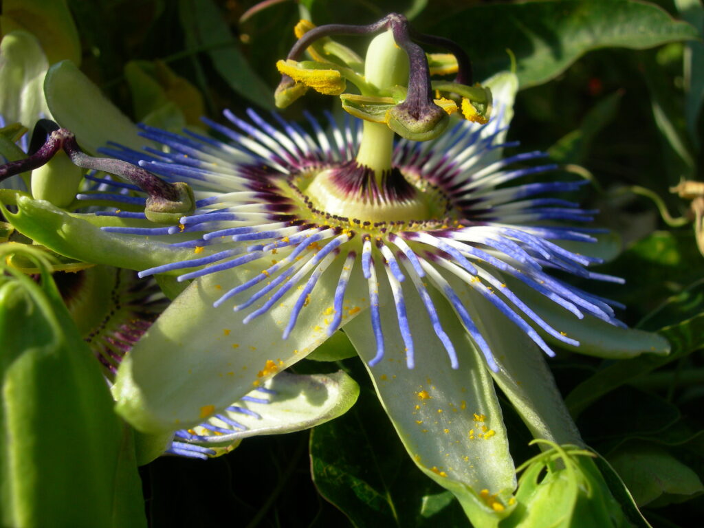 Fleur de la passion, Toulon