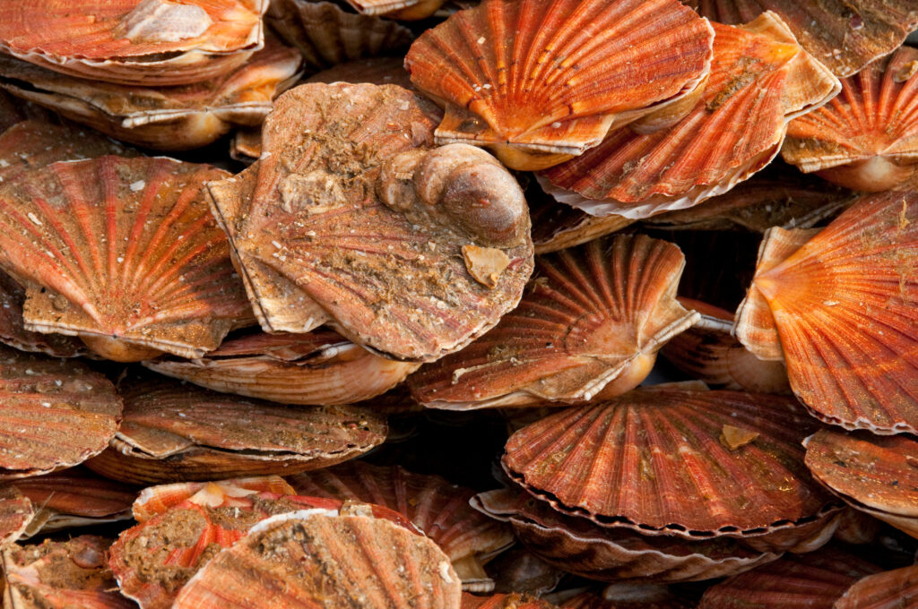 Coquilles Saint-Jacques sur l'étalage