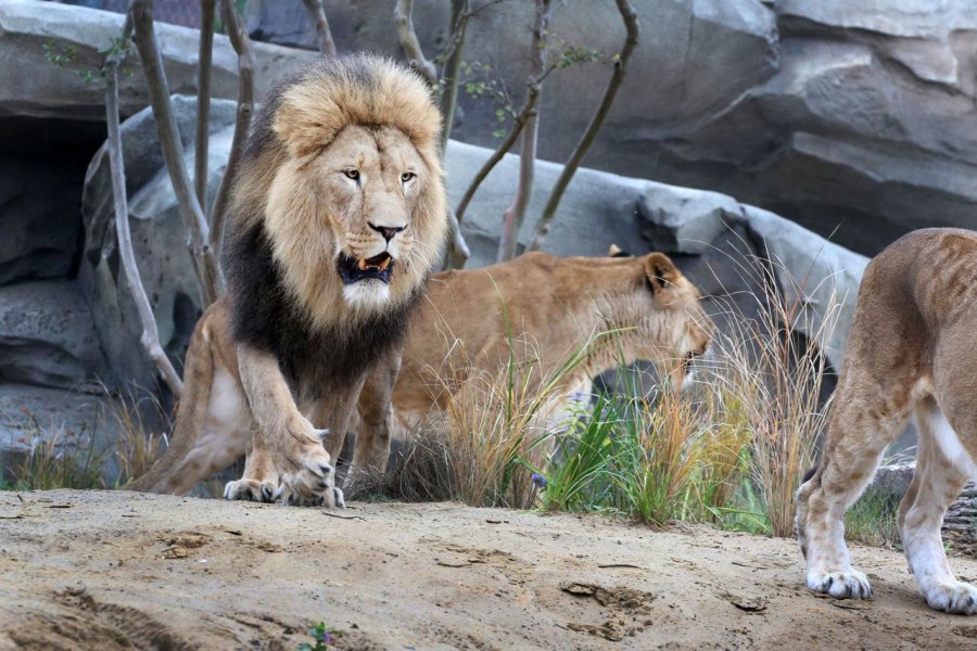 Découvrez le nouvel espace pour les lions de l'ARTIS Amsterdam Royal Zoo !