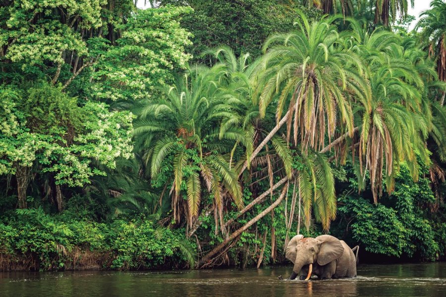 Le Parc national d'Odzala-Kokoua en République du Congo, le poumon vert de l'Afrique
