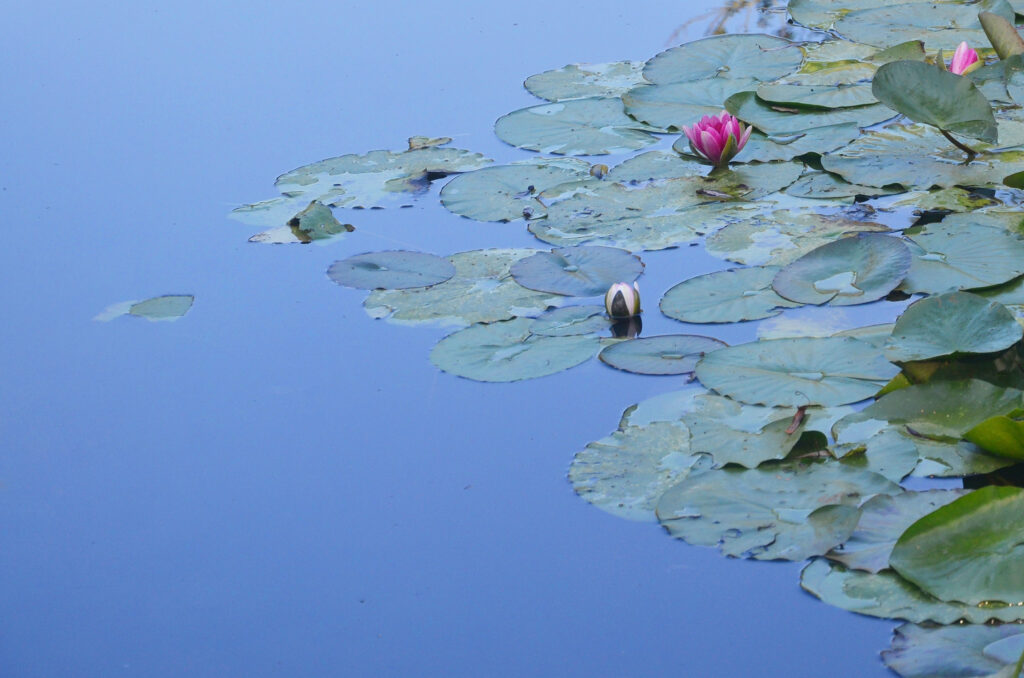 Nénuphars, Giverny